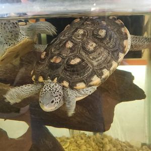 Calusa Nature Center - Ornate Diamondback Terrapin