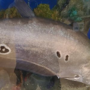 Calusa Nature Center - Clown Knifefish