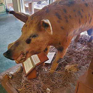 Calusa Nature Center - Feral hog taxidermy