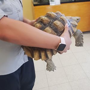 Calusa Nature Center - Sulcata ambassador (presentation)