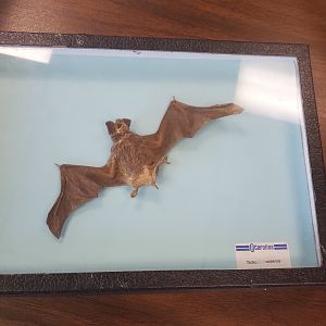 Calusa Nature Center - Dried bat