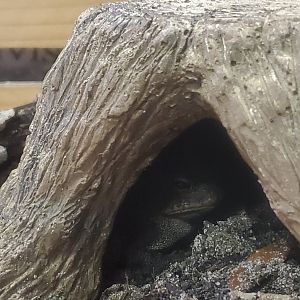 Calusa Nature Center - Southern Toad