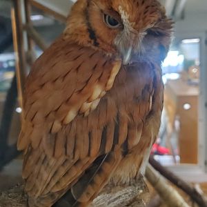 Calusa Nature Center - Eastern Screech Owl