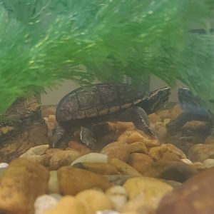 Calusa Nature Center - Striped Mud Turtle