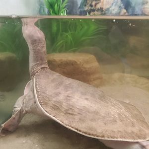 Calusa Nature Center - Florida Softshell