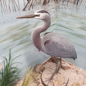 Calusa Nature Center - Wetlands mount