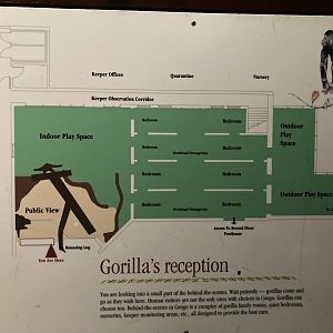 Map of Gorilla Behind the Scenes Area