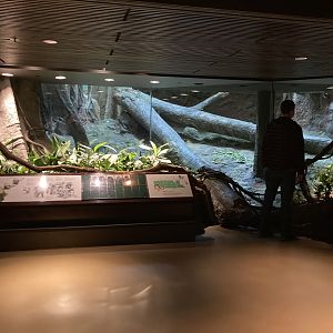 Gorilla Winter Exhibit