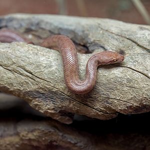 Anthill Python (Pygmy python) / Hamerton / 14-12-22