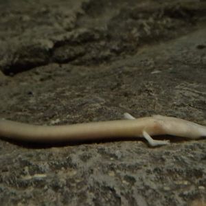 Olm