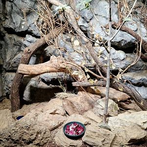 Balkan snow vole exhibit