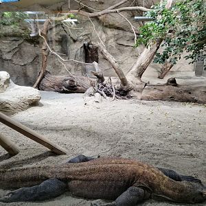Komodo Dragon exhibit