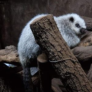 Northern Luzon giant cloud rat