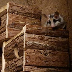 Asian garden dormouse