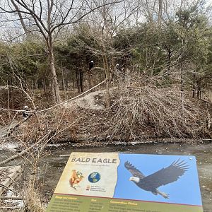 Bald Eagle Aviary