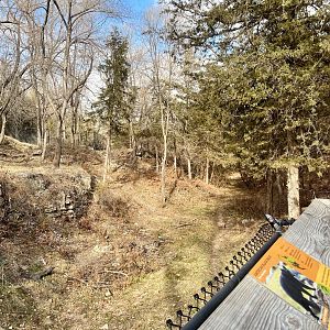 American Black Bear Exhibit