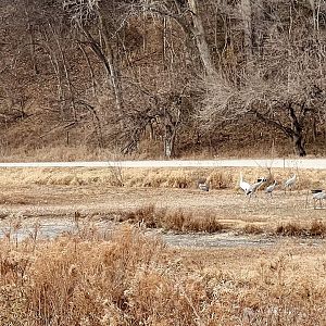 Sandhill Crane and Trumpeter Swan Exhibit