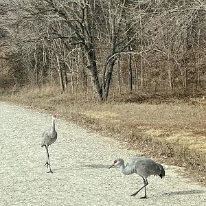Sandhill Cranes