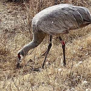 Sandhill Crane