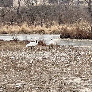 Trumpeter Swan