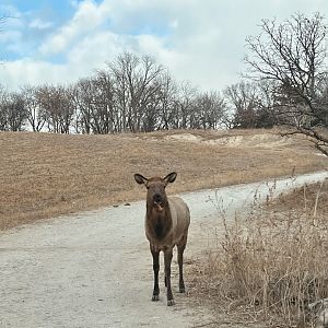 Elk