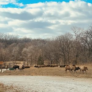 Elk and Bison
