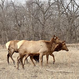 Elk