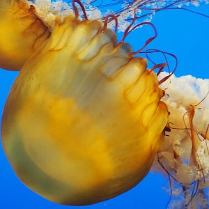 Sea nettles