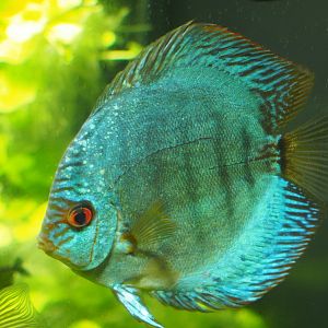 Red discus