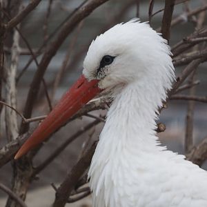 White stork