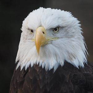 Bald eagle
