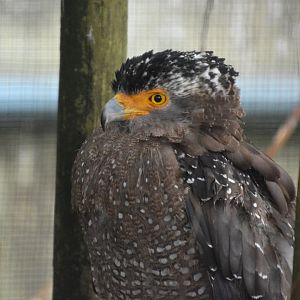Ryukyu serpent eagle (Spilornis cheela perplexus)