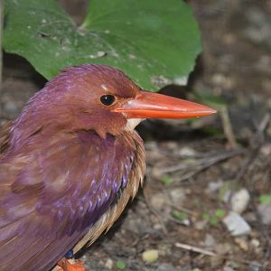 Taiwan ruddy kingfisher (Halcyon coromanda bangsi)