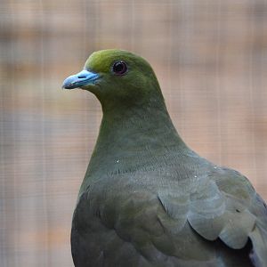 Ryukyu green pigeon (Treron permagnus)