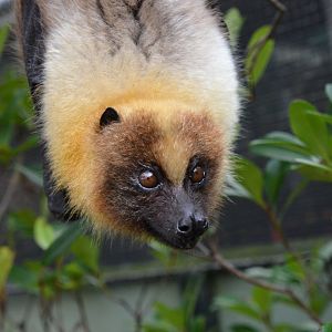 Daito fruit bat (Pteropus dasymallus daitoensis)