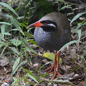 Okinawa rail (Hypotaenidia okinawae)