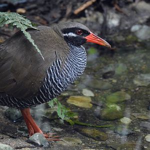 Okinawa rail (Hypotaenidia okinawae)