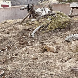 Prairie Dog