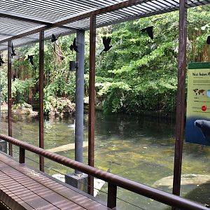 Manatee enclosure