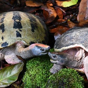 Painted Terrapins (Batagur borneoensis)