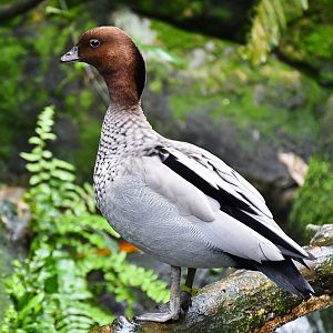 Australian Wood Duck (Chenonetta jubata)