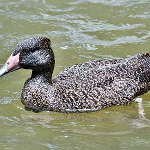 Freckled Duck (Stictonetta naevosa)