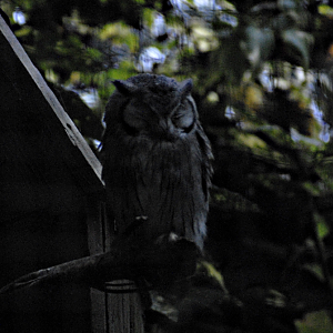 Northern  White-faced Scops Owl - Marwell Zoological Park 2021