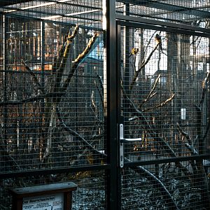 Patagonian Conure, Guinea Pig on the ground