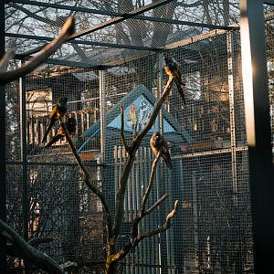 Patagonian Conure, Guinea Pig on the ground
