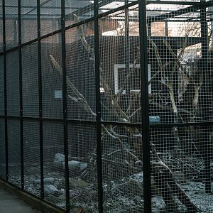 Patagonian Conure, Guinea Pig on the ground