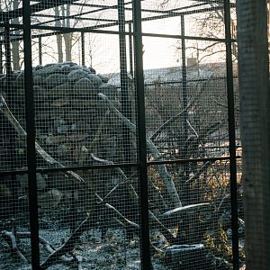 Patagonian Conure, Guinea Pig on the ground