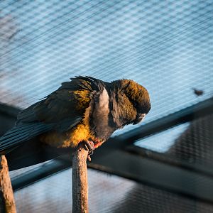 Patagonian Conure