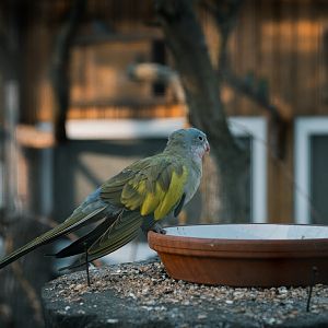 Alexandra's Parakeet