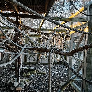 Asiatic Striped Squirrels
